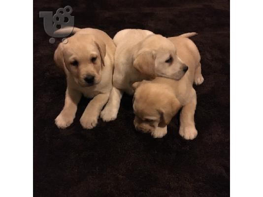 Πωλούνται σκύλοι και κουτάβια Labrador Retriever